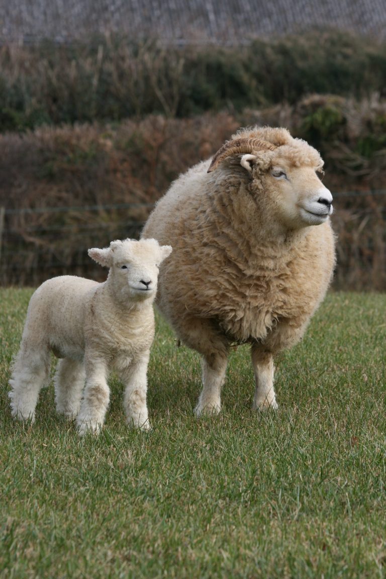 Exmoor Horn Ewe and Lamb