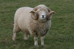 Exmoor Horn Ram