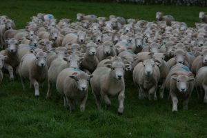 Exmoor Horn Flock