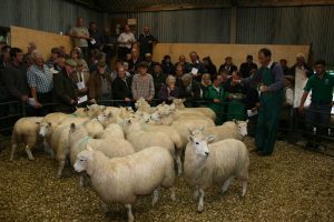 Exmoor Horn Market Day