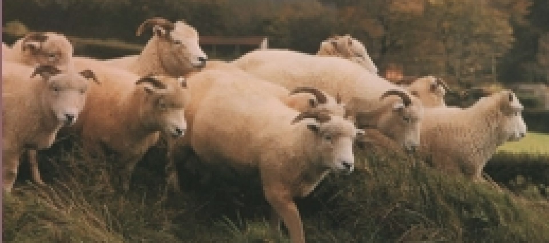 Ewes over bank